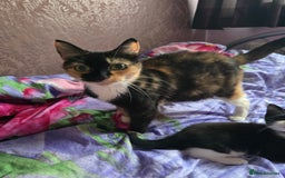 Mixed Breed cats for sale: Only male kitten - Image 6