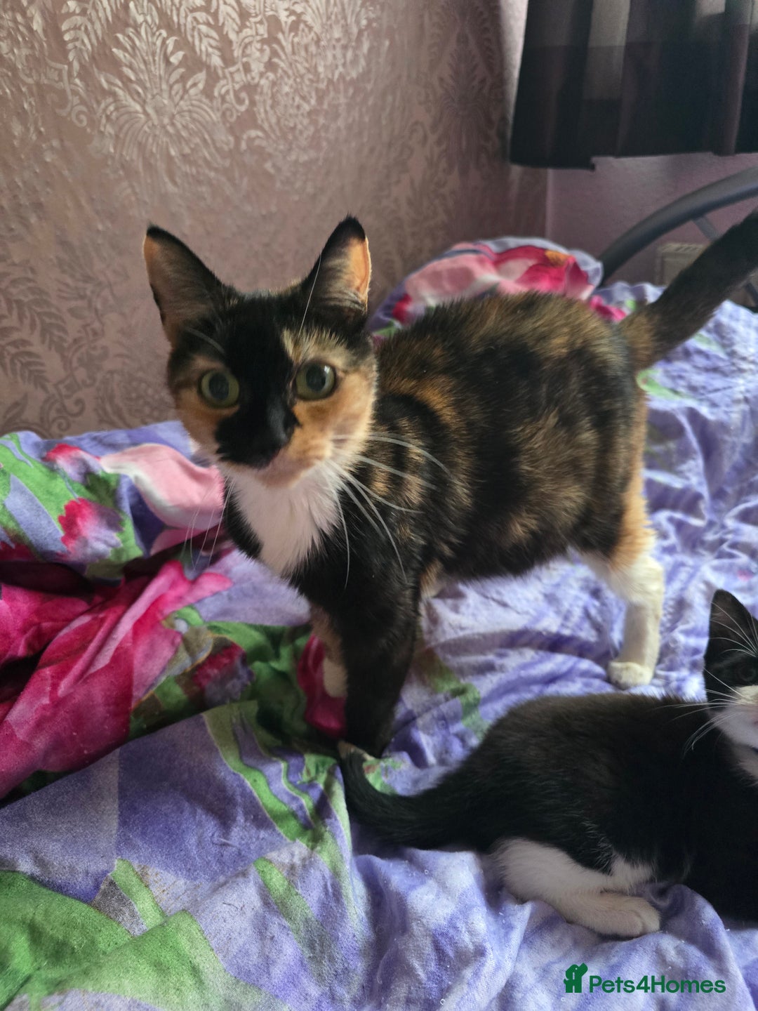 Mixed Breed cats for sale: Only male kitten - Image 6