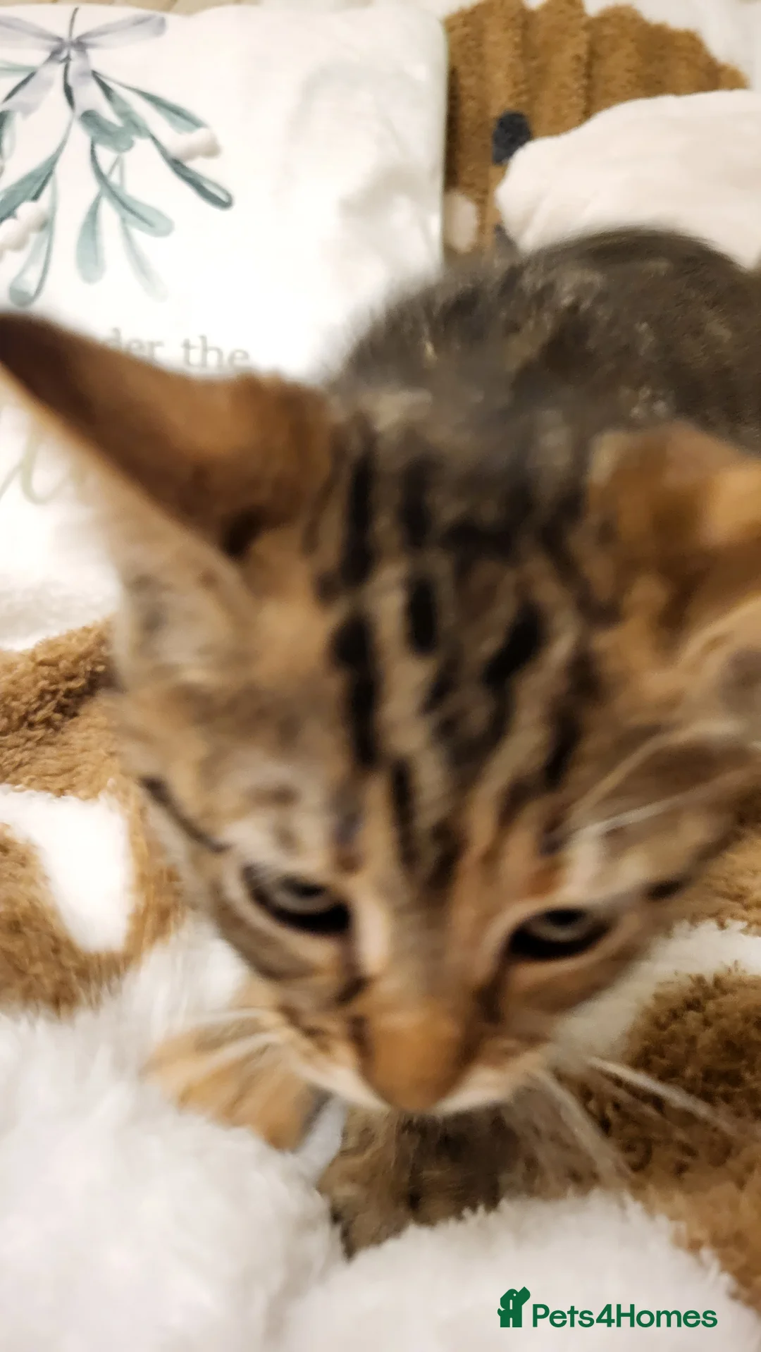 Mixed Breed cats for sale: Kittens READY NOW - Advert 34