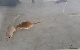 Gerbil rodents for sale: 3×Gerbils and Cage  - Image 6