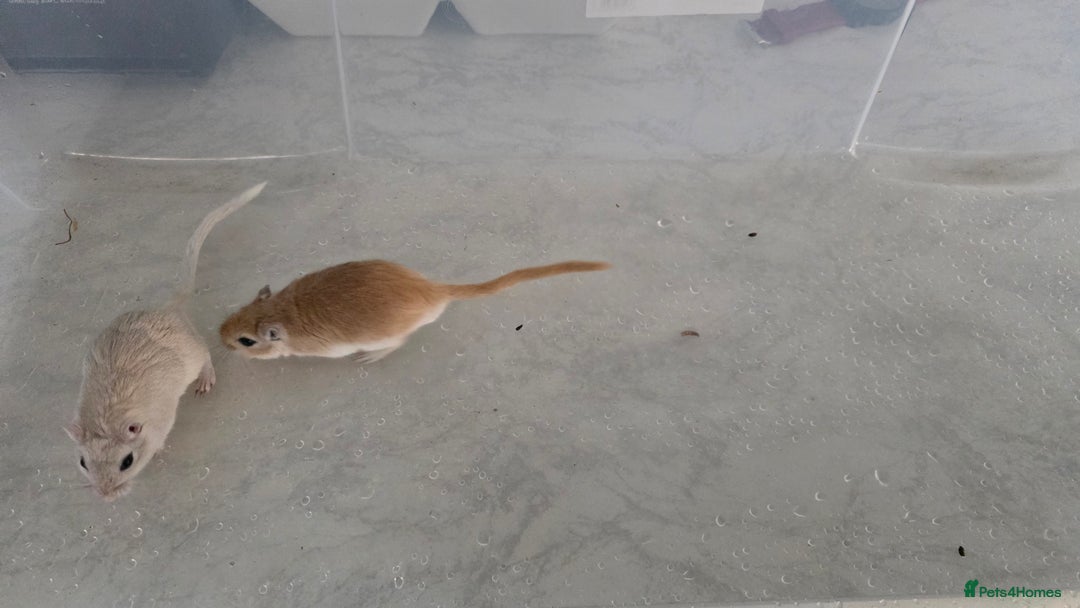 Gerbil rodents for sale: 3×Gerbils and Cage  - Image 6