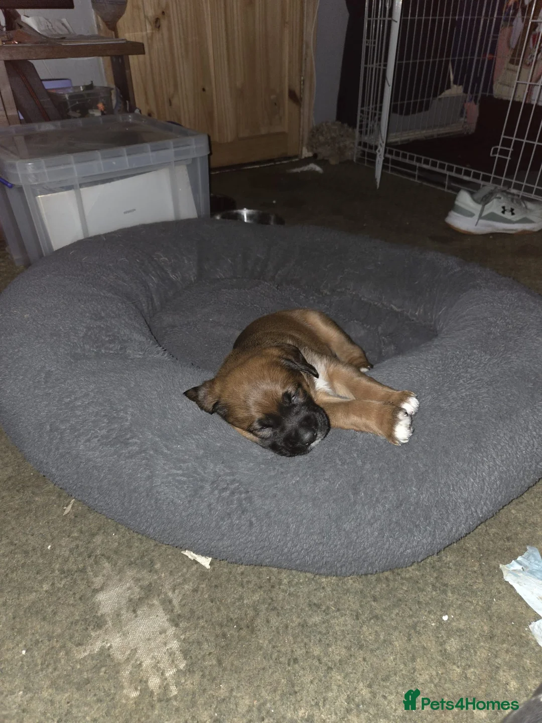 Mixed Breed dogs for sale: Two beautiful labox puppies in Queenborough - Advert 12