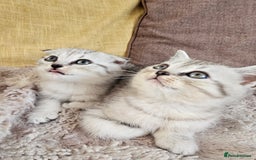 Scottish Fold cats for sale: Two boys Scotitish fold - Image 1