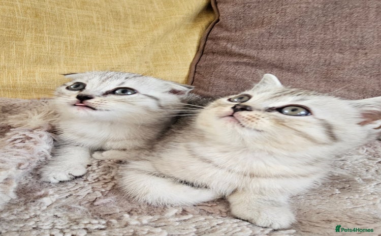 Scottish Fold cats - Advert 3