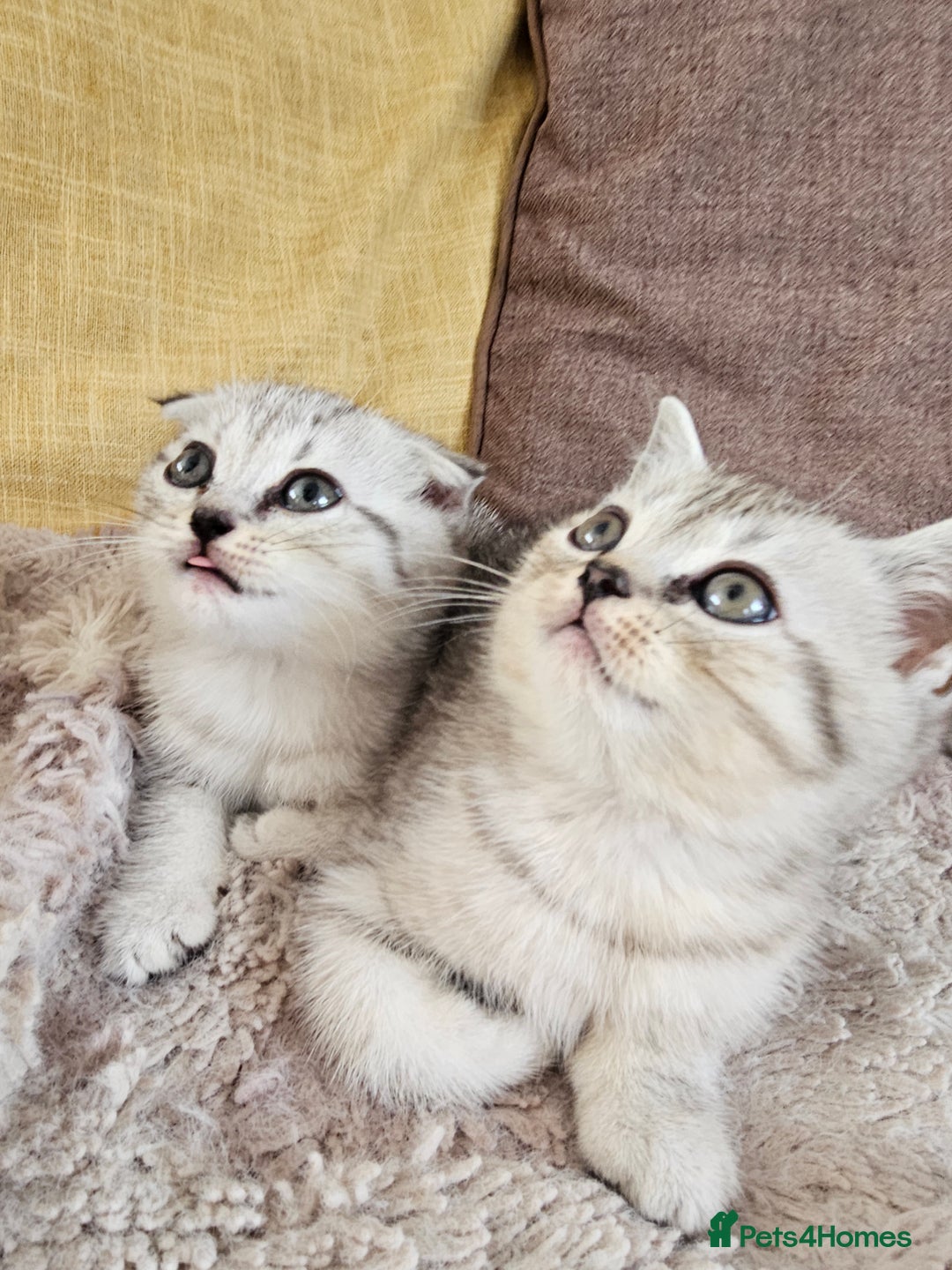 Scottish Fold cats for sale: Two boys Scotitish fold - Image 1
