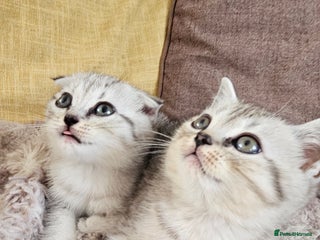 Scottish Fold cats - Advert 4