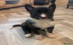 German Shepherd dogs for sale: Czech Shepherd x Akita PUPPIES!!  - Image 8