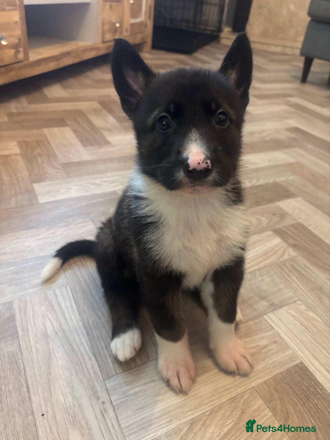 German Shepherd dogs for sale: Czech Shepherd x Akita PUPPIES!!  - Image 8