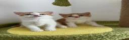 British Shorthair cats for sale: 🐻 Registered British Shorthair Kittens 🐻 - Advert 4