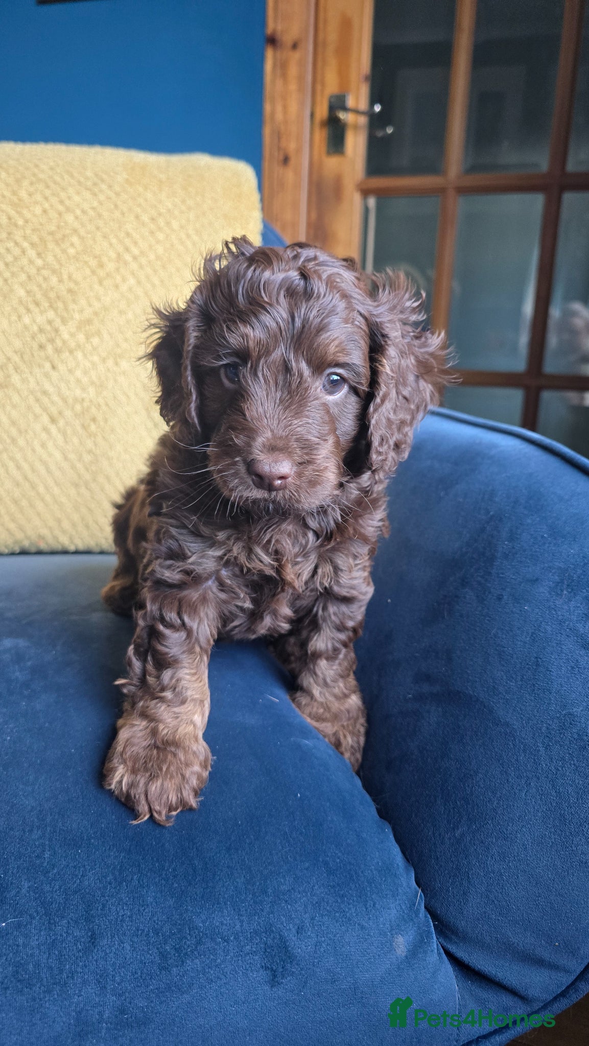 Cockapoo dogs Cockapoo F1b from DNA health tested parents  - Advert 1