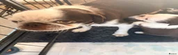 Pug dogs for sale: Panda 🐼 pug puppies carrying pink - Advert 15