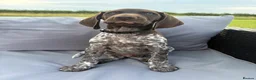 German Shorthaired Pointer dogs for sale: German shorthaired pointer ready to go  - Advert 12
