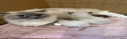 Ragdoll cats for sale: Full breed ragdoll kitten - Advert 2