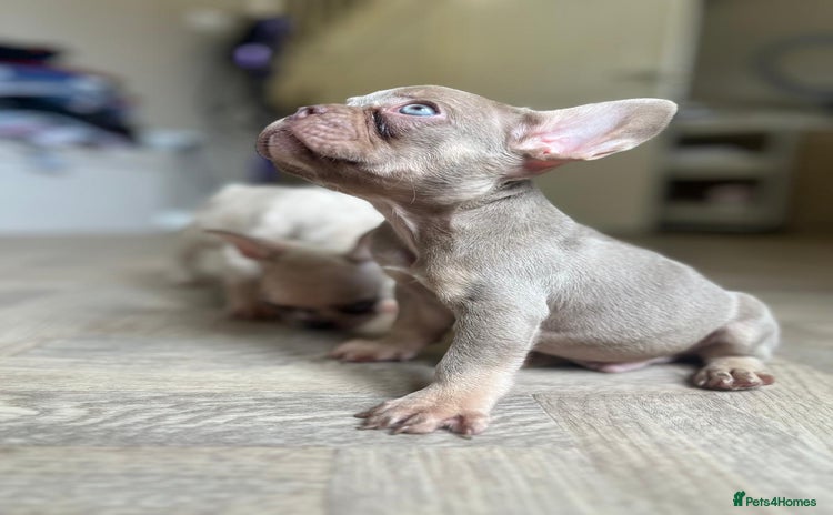 French Bulldog dogs in Ripley - Advert 4