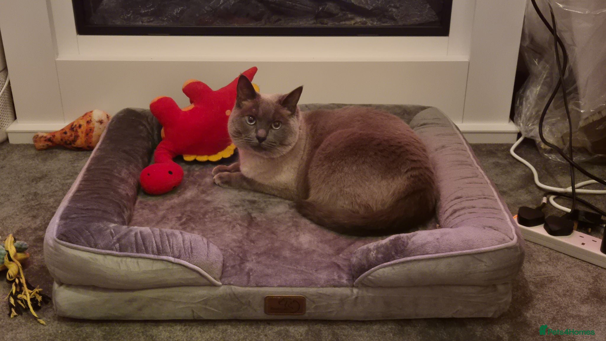 Siamese cats Beautiful Blue Point Siamese Boy 🩶 - Advert 6