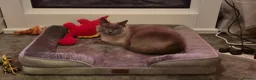 Siamese cats for sale: Beautiful Blue Point Siamese Boy 🩶 in Enfield - Advert 1