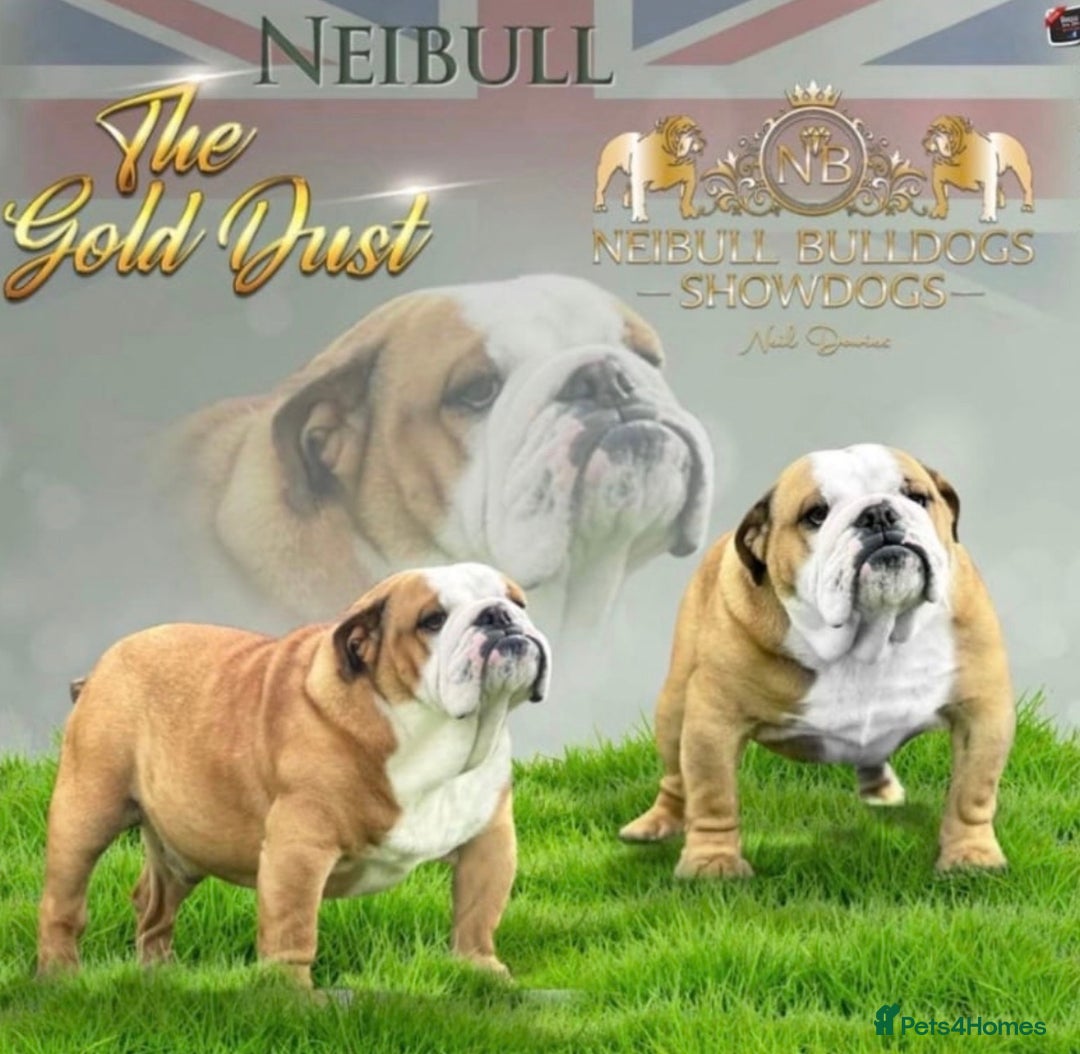 English Bulldog dogs for sale: Exceptional Show-Quality KC English Bulldog Boy - Advert 13