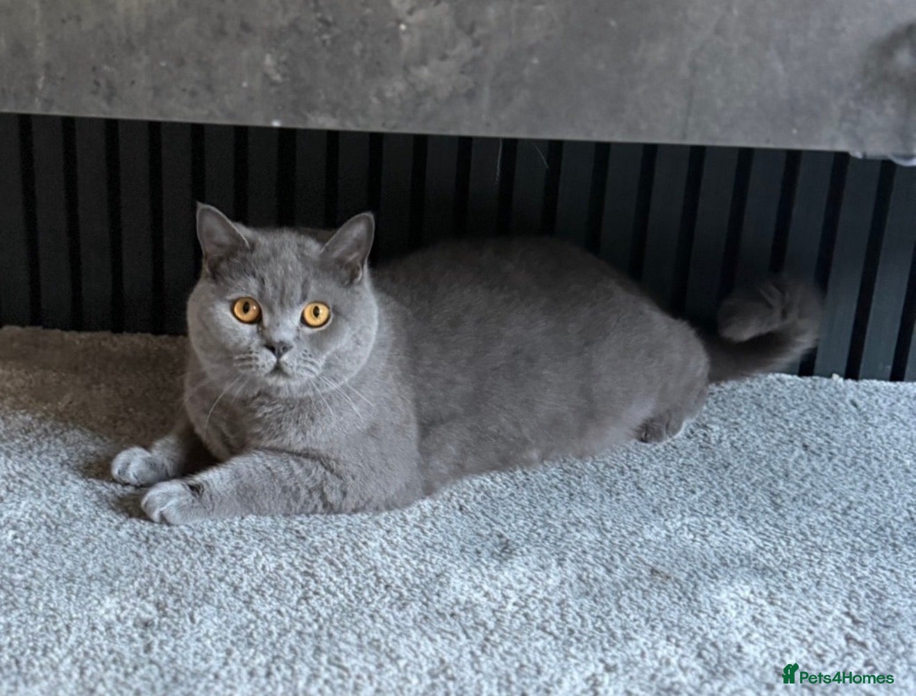 British Shorthair cats GCCF Beautiful British Shorthair Kittens for sale - Advert 1