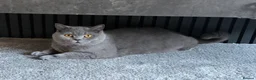 British Shorthair cats for sale: GCCF Beautiful British Shorthair Kittens for sale in Bolton - Advert 1