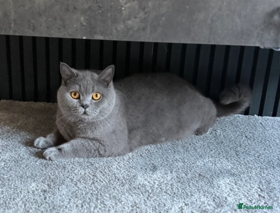 British Shorthair cats for sale: GCCF Beautiful British Shorthair Kittens for sale in Bolton - Advert 1