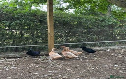Ducks poultry for sale: Cayuga and Orpington ducks  - Image 3