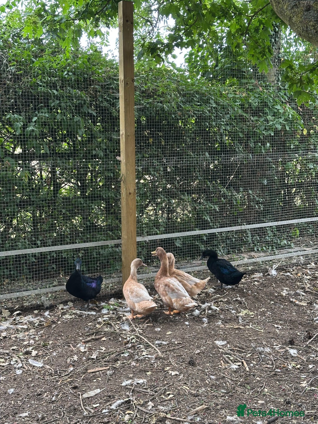 Ducks poultry for sale: Cayuga and Orpington ducks  - Image 3