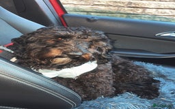 Cockapoo dogs for stud: Milo 1 year old F2 cockapoo - Image 11
