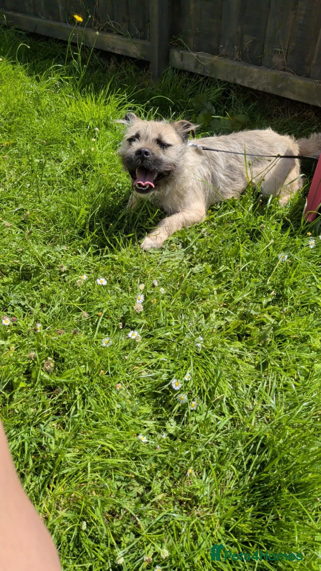 Mixed Breed dogs for sale: 1 year old male Frenchy cross in Scarborough - Advert 2