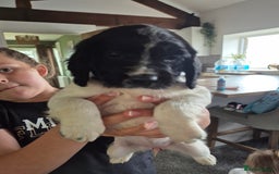 Sprocker dogs for sale: Sprocker Spaniel Puppies - Image 3