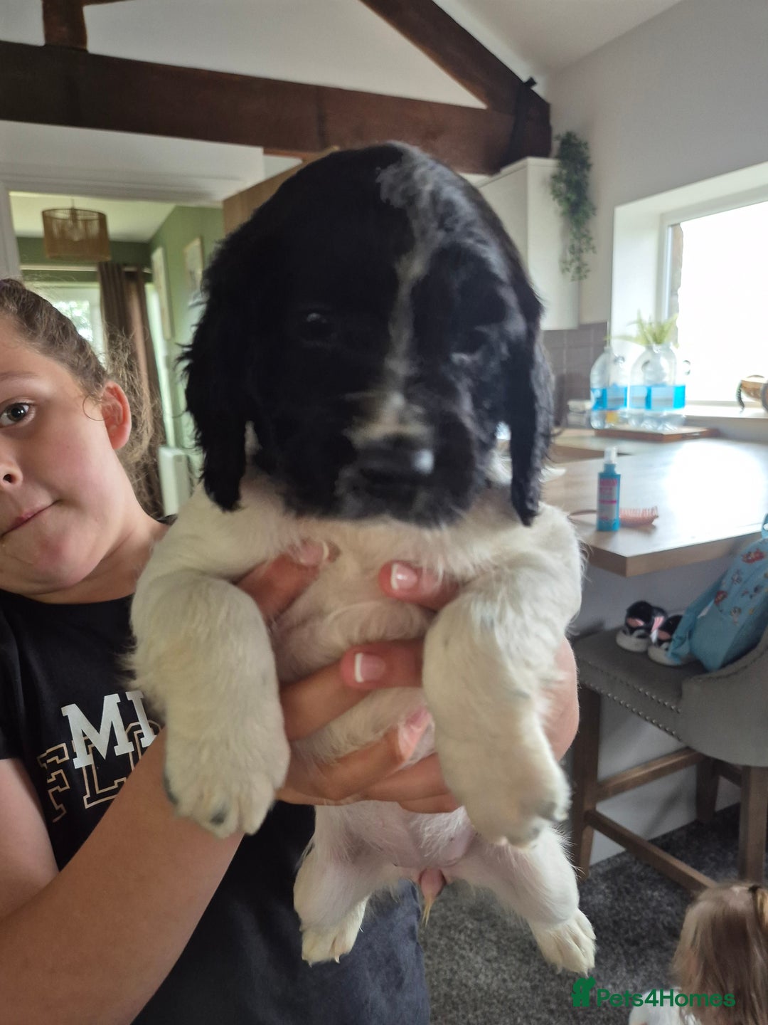 Sprocker dogs for sale: Sprocker Spaniel Puppies - Image 3