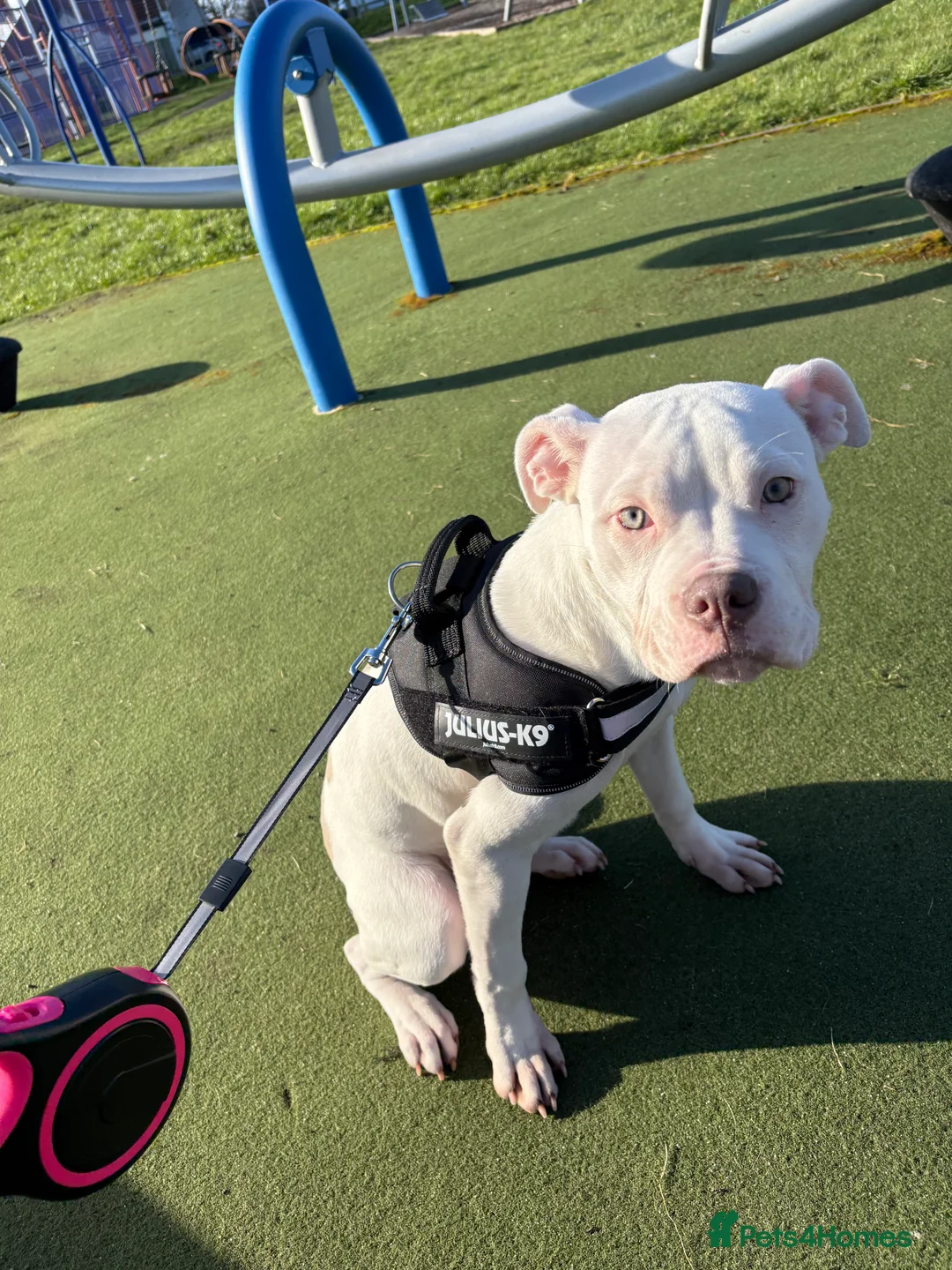 Mixed Breed dogs for sale:  bully cross puppy  - Advert 7