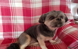 Lhasa Apso dogs for sale: Lhasa Apso 4 year old Bitch - Image 5