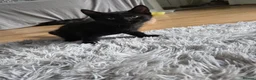 Mixed Breed cats for sale: READY TO LEAVE Domestic short hair X British blue  - Advert 10