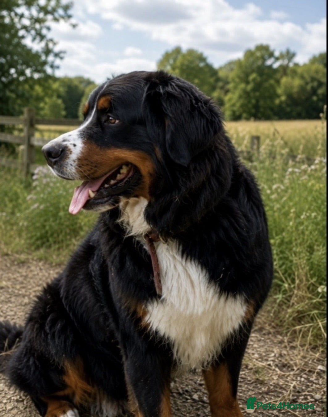Bernese Mountain Dog dogs KC registered Bernese mountain dog for stud  - Advert 1