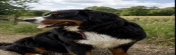 Bernese Mountain Dog dogs for stud: KC registered Bernese mountain dog for stud  - Advert 1