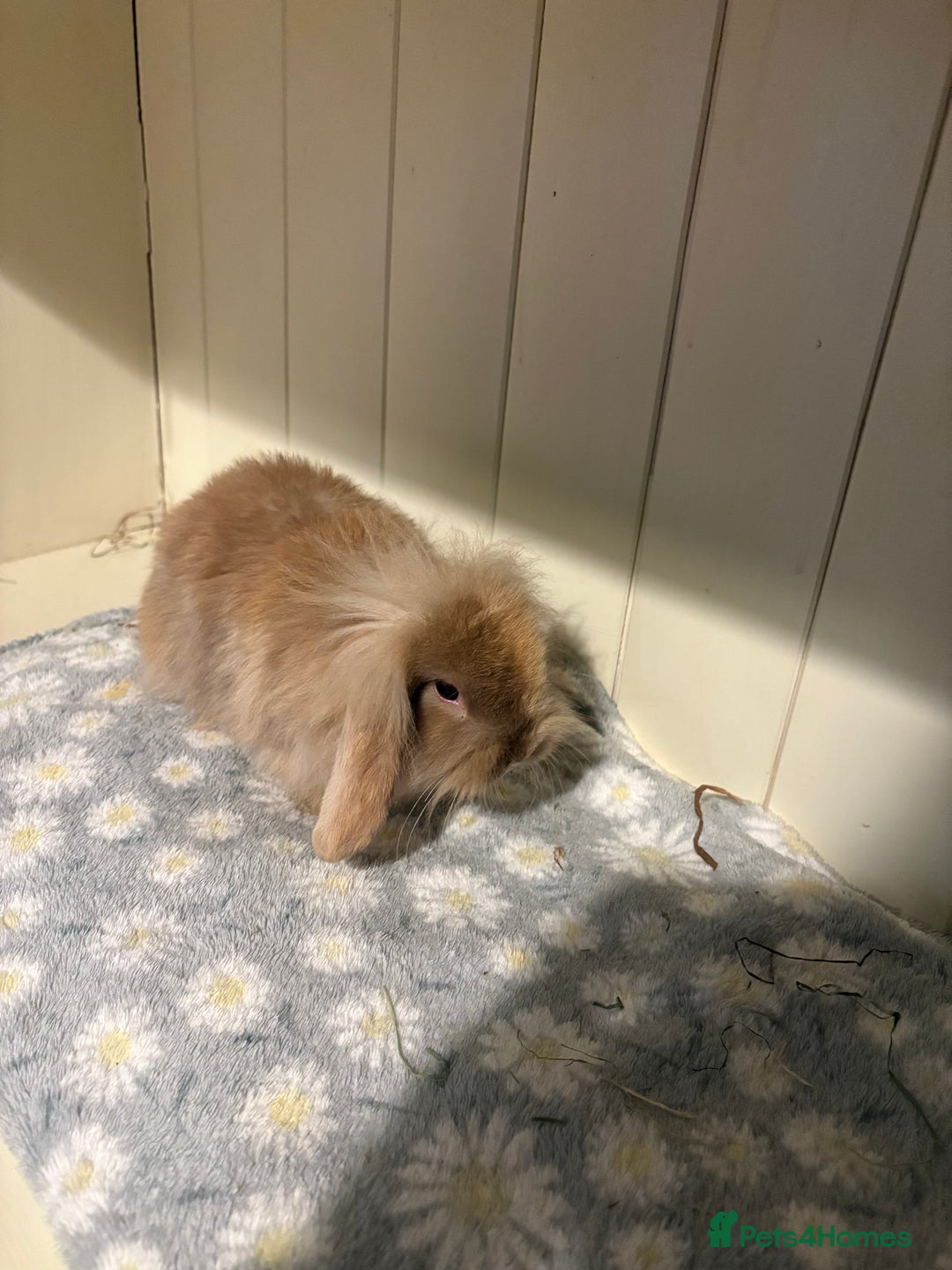 Mini Lop rabbits for sale: Vaccinated/raised indoors, mini lops and lion lop  - Advert 11