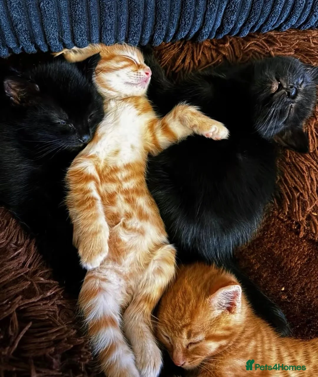 Mixed Breed cats for sale: 🎃Loving🏡Wanted for Our Little Halloween Babies🐾 - Advert 2