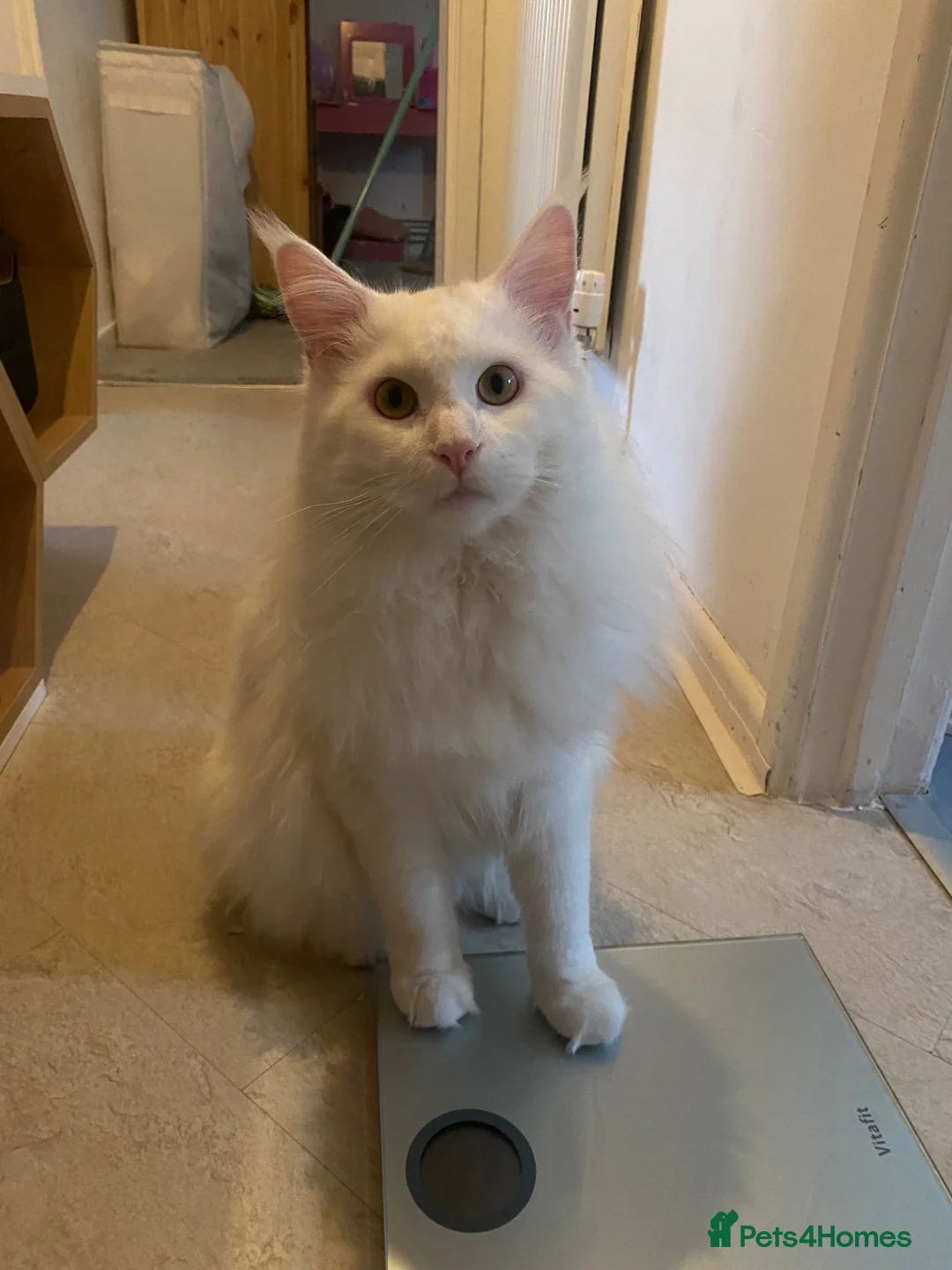 Maine Coon cats for stud:  White Maine Coon Stud – PET LITTERS ONL in Bristol - Advert 4
