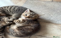 British Shorthair cats for sale: Beautiful tabby kittens - Image 36