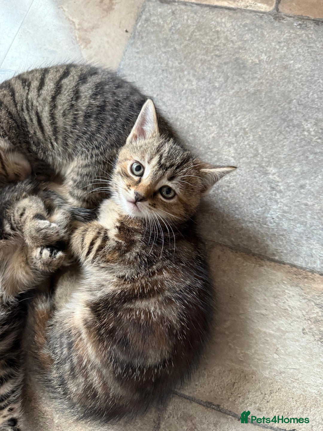 British Shorthair cats for sale: Beautiful tabby kittens - Image 36