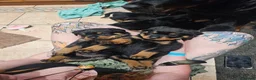 Rottweiler dogs for sale: Beautiful Show Quality Rottweiler Puppies - Advert 6