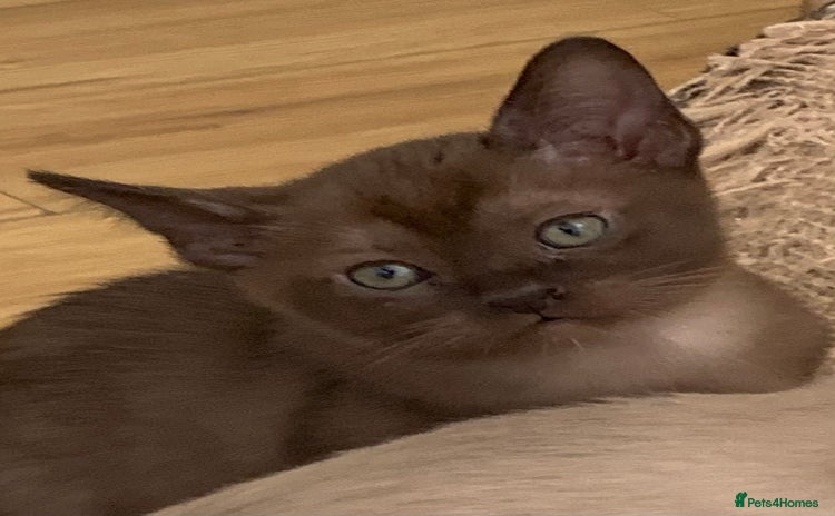 Burmese cats - Advert 4