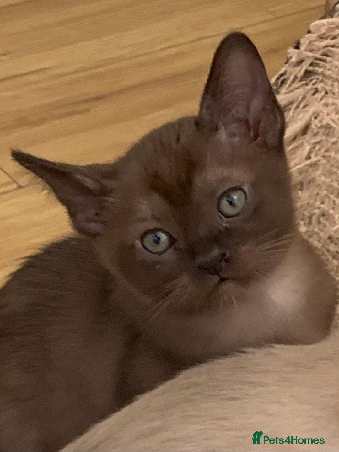 Burmese cats for sale: Beautiful Burmese boys for sale - Image 1