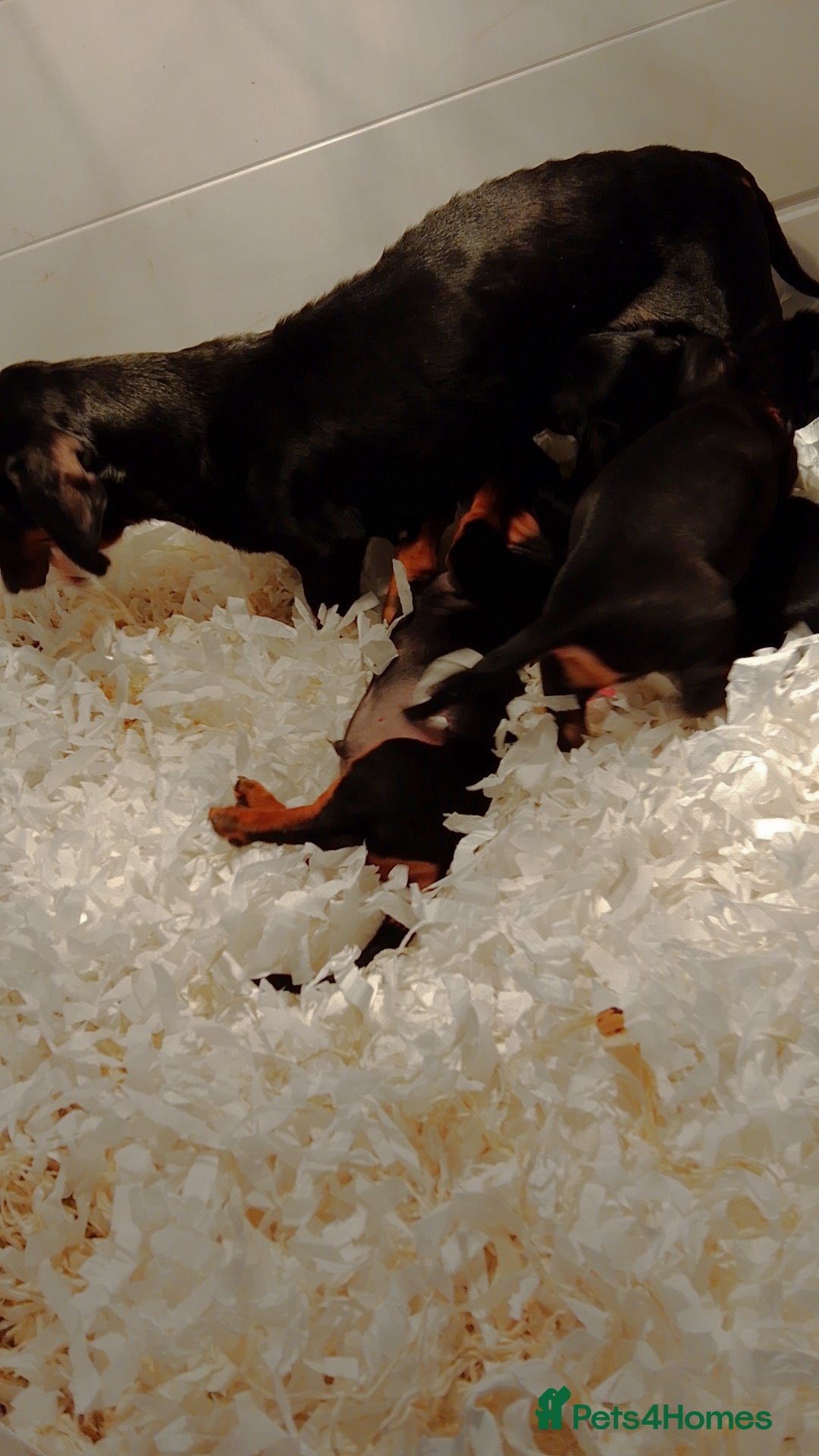 Miniature Dachshund dogs ** ready now *** 1 boy - Advert 18