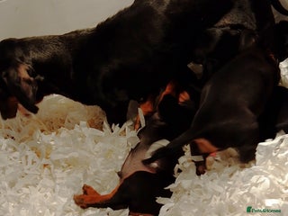 Miniature Dachshund dogs Mini dasch black & tan - Advert 6