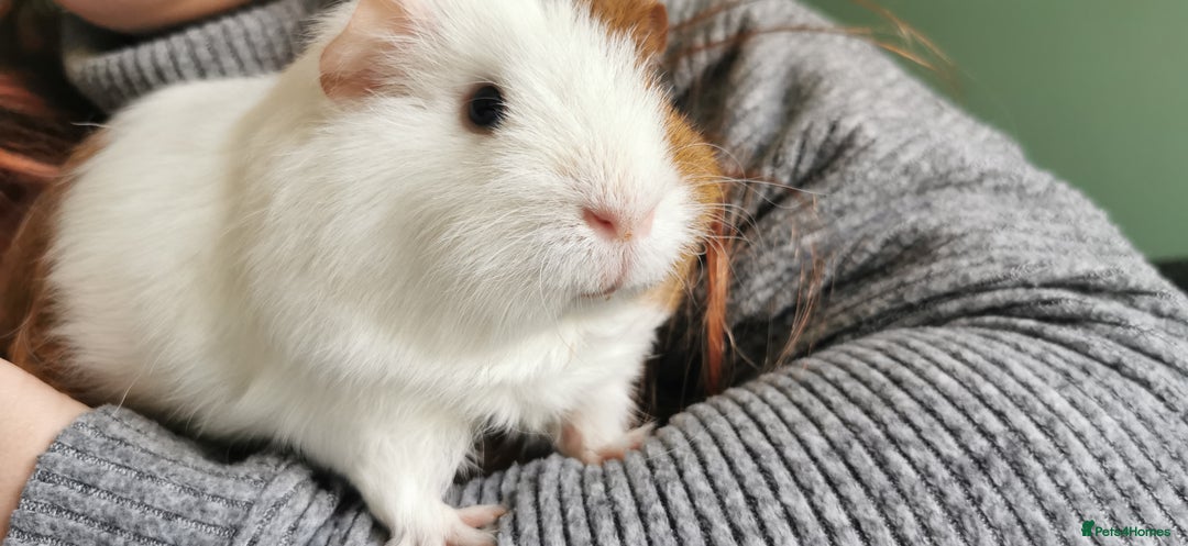 Guinea Pig rodents for sale: 2 Bonded Male Guinea Pigs - Image 3