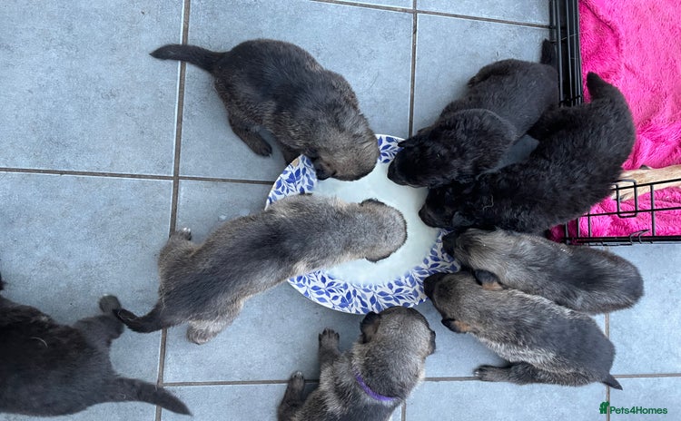 Mixed Breed dogs for sale - Advert 1