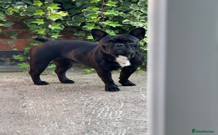 French Bulldog dogs - Advert 16