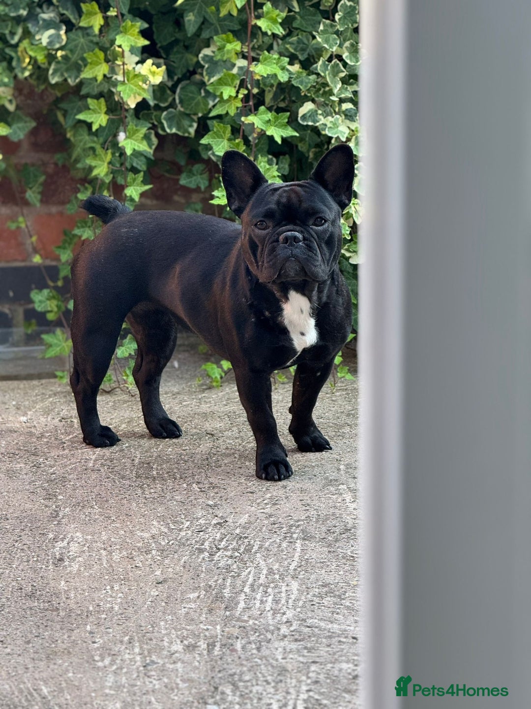 French Bulldog dogs for sale: Gorgeous little girl 17m - Image 1