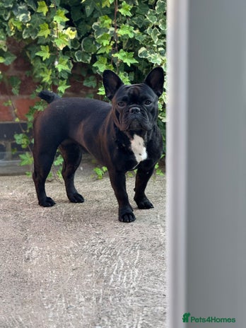 French Bulldog dogs - Advert 13